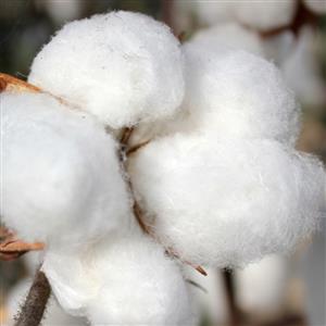 Cotolint 500 SC的圖片