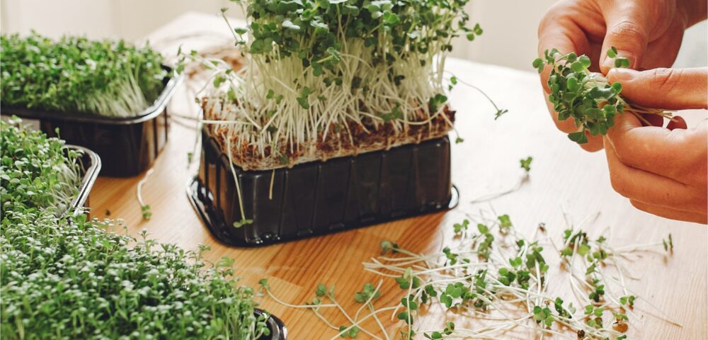 Sağlıklı Tohum Seçimi