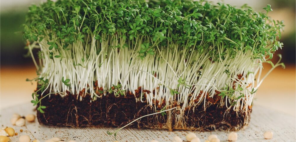 Sebze Tohumlarının İlaçlanması