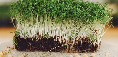 Sebze Tohumlarının İlaçlanması